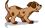 brpupani.gif